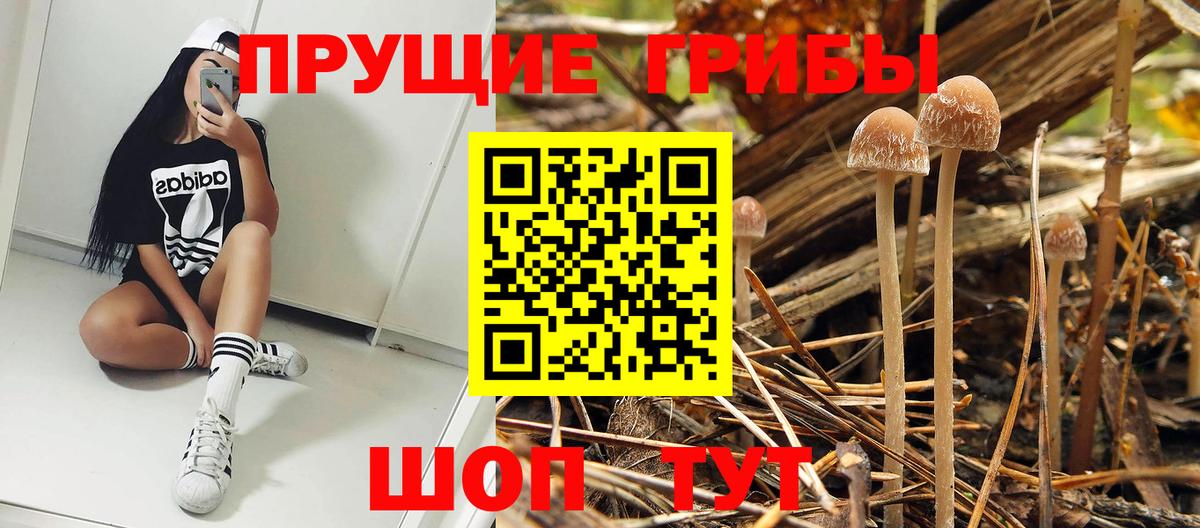 Псилоцибиновые грибы мицелий Коммунар